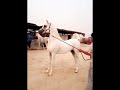 جديد الاكسندر مربط العرين طهران الجنوب