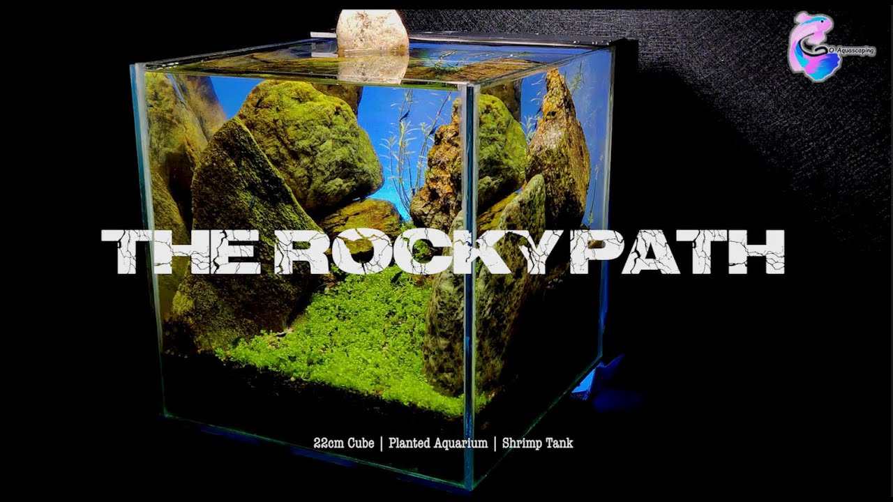 The Rocky Path | Planted Aquarium | Shrimp Tank | Making Video HD