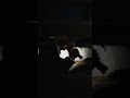 Would you want to watch Leon crush a watermelon? | Vtuber | Goth | English | Vampire | TikTok #leon