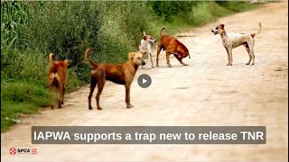 Eradicating Rabies Ft. Iapwa International Aid For The Protection & Welfare Of Animals