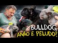 BULLDOG ANÃO? SELECIONANDO UMA NOVA GERAÇÃO DE FLUFFYS!