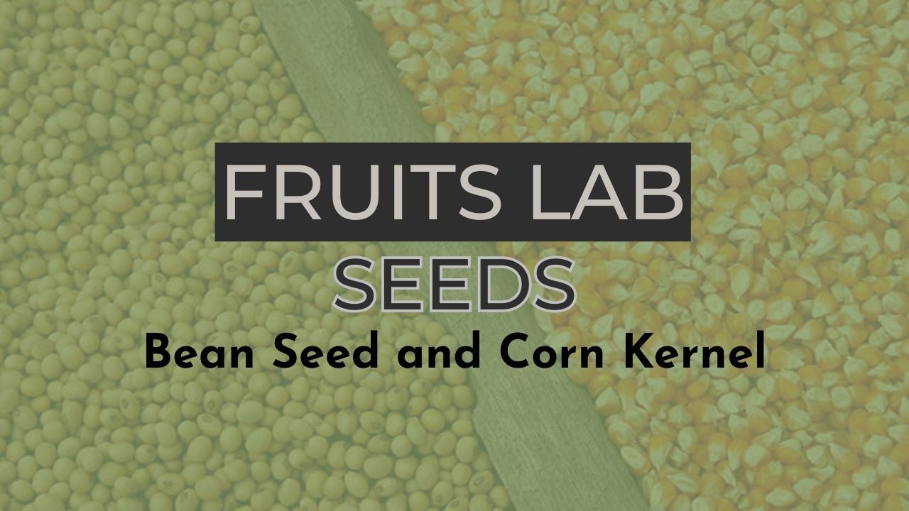 Fruits Lab: Seeds