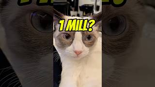Accept or decline? #cat #cats #meow #capcut #shorts #funny #question #million