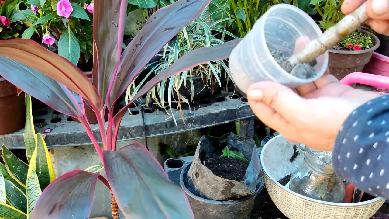 Como ENRAIZAR planta Dracena Roja #enraizado