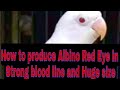 How to produce Albino Red Eye | In huge size and strong blood line | Mi Birds Aviary.
