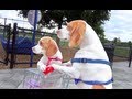 Dog Takes Puppy on Journey in Shopping Cart: Cute Dog Maymo and Puppy Penny