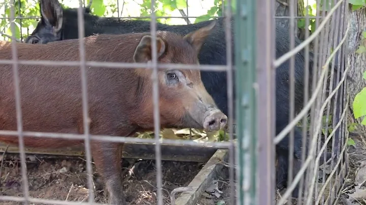 Arlington grapples with feral hogs in River Legacy Park area