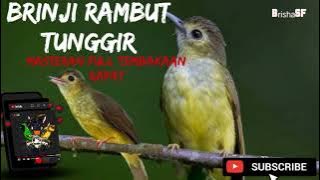 BRINJI RAMBU TUNGGIR PEDAS || RAPET FULL TEMBAKAN