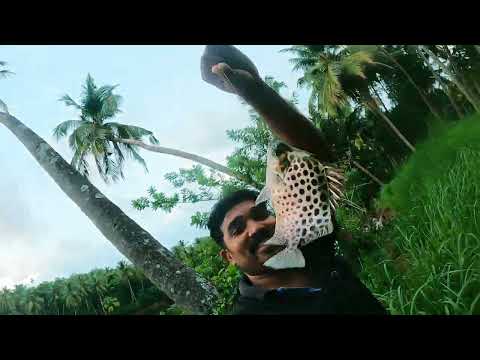 Fishing in God's own Country | เดฆเตเดตเดคเตเดคเดฟเดจเตเดฑเต เดธเตเดตเดจเตเดคเด เดจเดพเดเตเดเดฟเดฒเต เดซเดฟเดทเดฟเดเต เดเดพเดดเตเดเดเตพ #fishing #fisherman