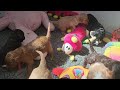 Christmas Holidays Litter -week 4