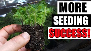 9 Tips For Successful Seed Starting