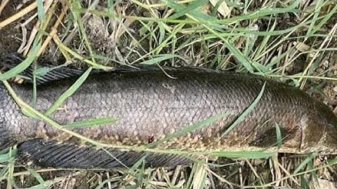 가물치낚시 Săn Cá Lóc Korea