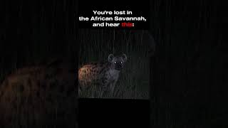 Hyenas Laughing At Night  