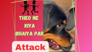 #vlog 35 Rottweiler attacks owner? Theo ko kyu aaya gussa #funnyanimals #theotales #fun #rottweiler