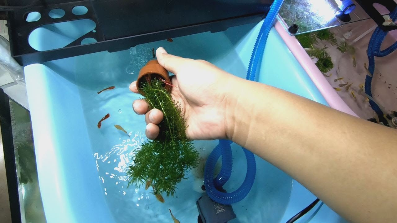 ต้นไม้น้ำ (สาหร่ายเดนซ่า) สำหรับปลาหางนกยูง - Egeria Densa for guppy