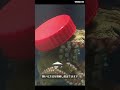 タコの知能はレベチ #shorts