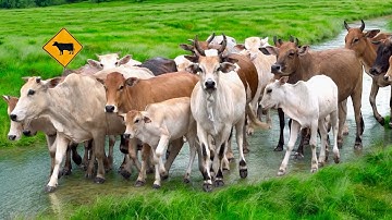 Video Menggiring Sapi Lembu Gembala Menuju ke Kasawan Peternakan Hewan Ternak Sapi - Bunyi sapi lucu