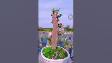 Mũi mài làm rãnh đá ghép cây ký đá