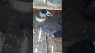 Roller pigeons