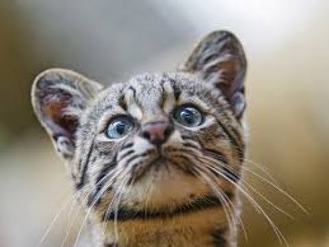 猫が嫌いな音6選 猫マニア Eng Sounds Disgusted By Cats 6 Selections Neko Mania Youtube