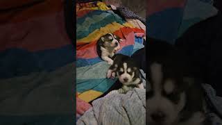 12 day old Husky puppies 🐶 They should be opening their eyes 👀 tomorrow or the next day.