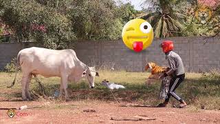 Monkey video. Prank Dog and Cow Using Fake Tiger Make Funny Video.