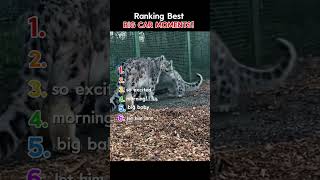 Ranking best big cat moments :3