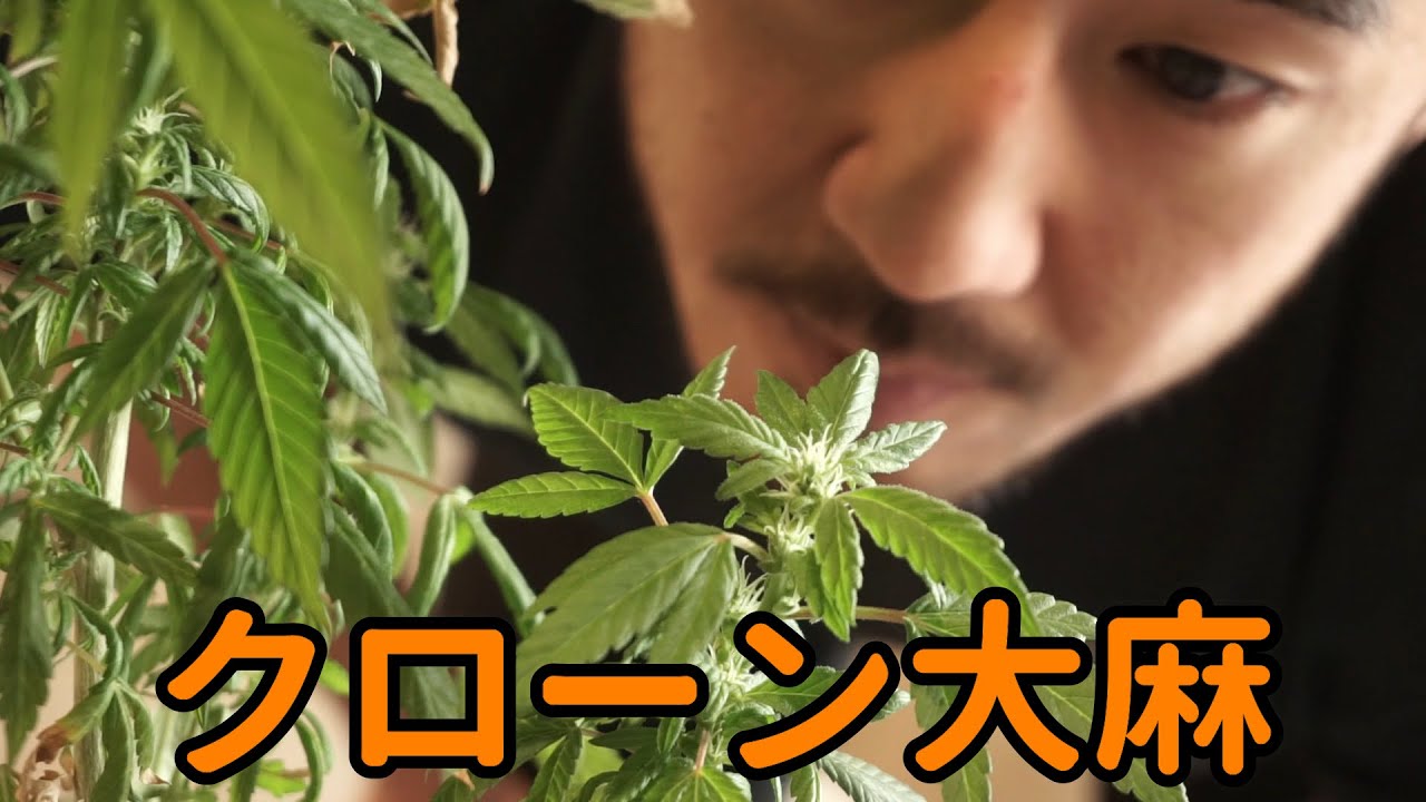 大麻栽培 大麻のクローンをゲット 大麻の名前を募集中 Youtube 大麻栽培 大麻のクローンをゲット 大麻の名前を募集中 Youtube