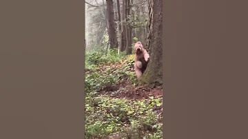 Best Quality Video Of Big Foot 2022 Bigfoot Goldendoodle Yeti 