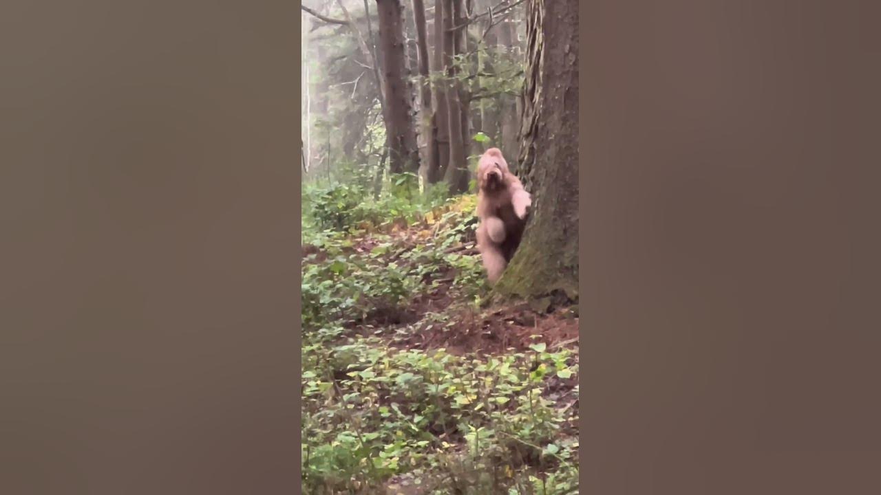 Best quality video of Big Foot 2022 #bigfoot #goldendoodle #yeti