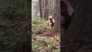 Best quality video of Big Foot 2022 #bigfoot #goldendoodle #yeti