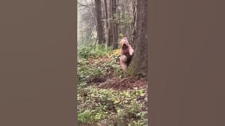 Best quality video of Big Foot 2022 #bigfoot #goldendoodle #yeti