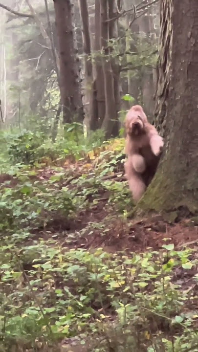 Best quality video of Big Foot 2022 #bigfoot #goldendoodle #yeti