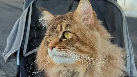 Video 1935121: mainecoon cat kitten kitty, tiger maine coon, european maine coon, cat kitten snow