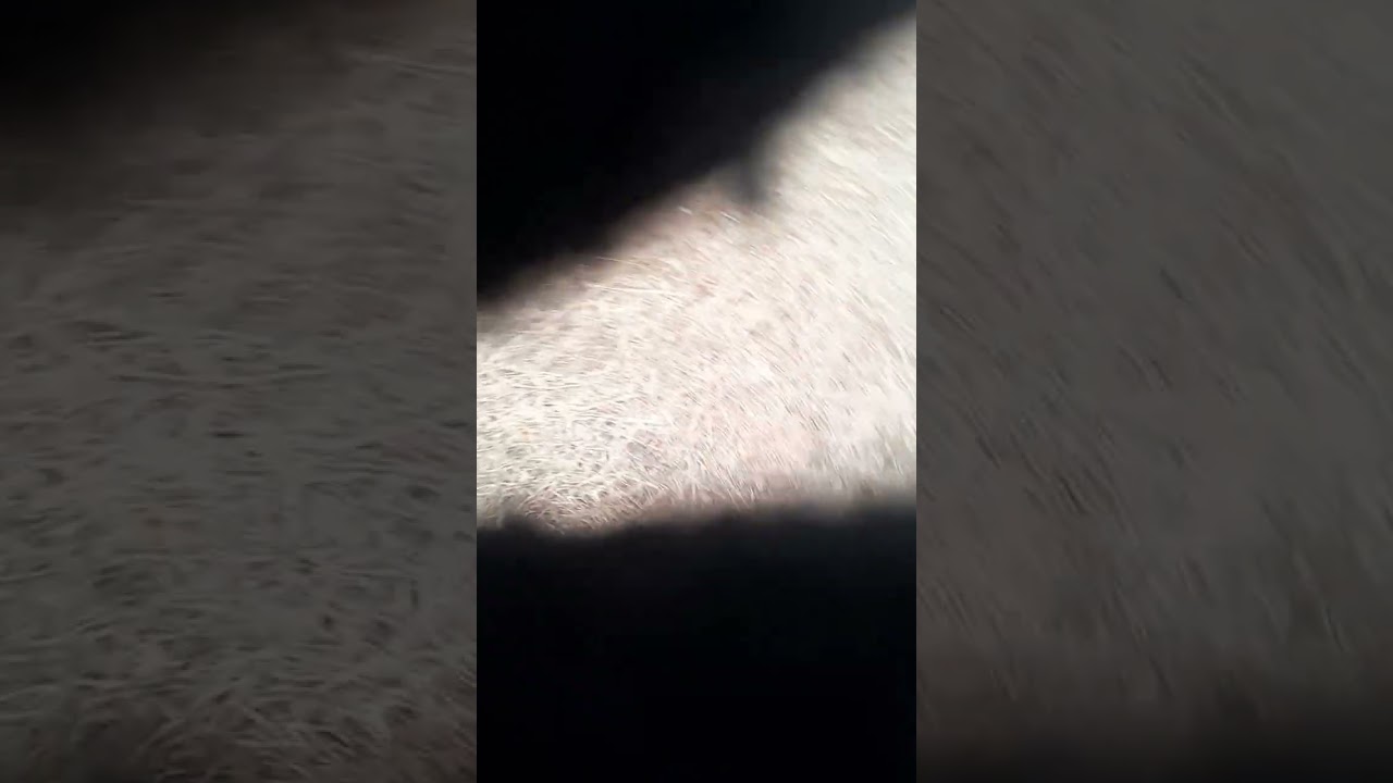 Я ГУЛЯЮ ПО ГОРОДУ