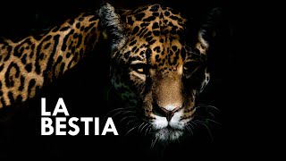 JAGUAR: the true KING of the JUNGLE Cuanto Pesa Un Jaguar Adulto