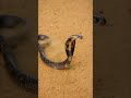 Dangerous cobra 😳😱 #shorts #wildlife #shortvideo #nature #animals #snake