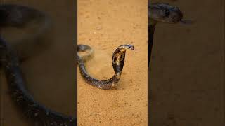 Dangerous cobra 😳😱 #shorts #wildlife #shortvideo #nature #animals #snake