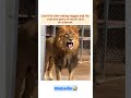 Lion trying veggie for the first time!!#junglejumps #funny #animals #cuteanimal #funnyreaction #fun