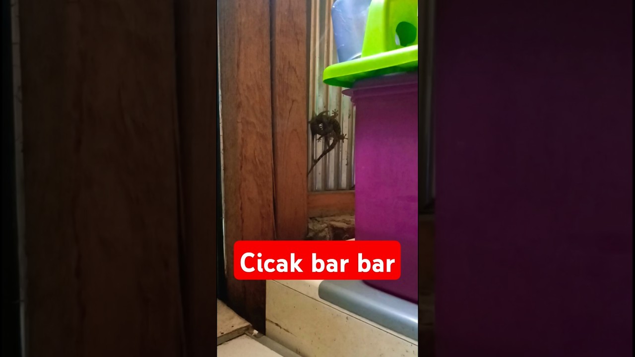 bar bar cicaknya #cicak#shorts