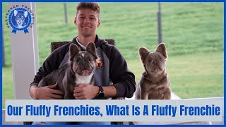 Fluffy French Bulldog For Sale | New Shade Issabella Fluffy Frenchies Upcoming Litters