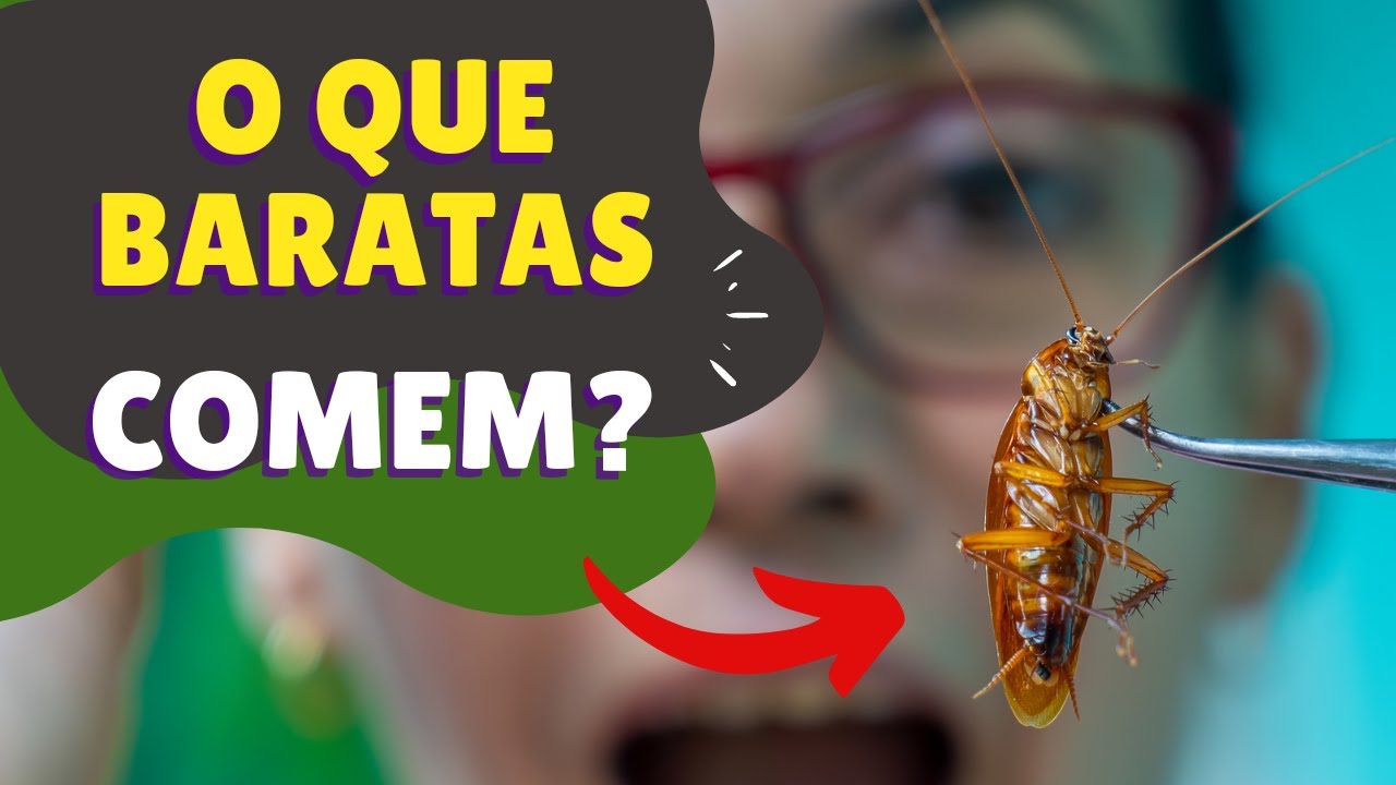 O que baratas comem? [ curiosidades + dica caseira para afastá-las ...