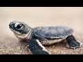 Bébé tortue : la course pour la survie - ZAPPING SAUVAGE