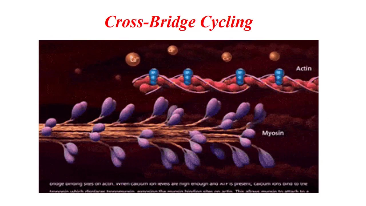 MED MUSI 111 molecular mechanism of muscle contraction - YouTube