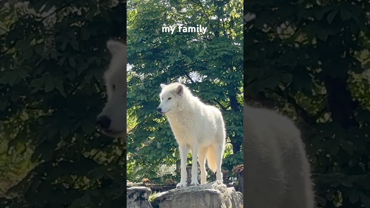 Visiting my Family 🐺💛 