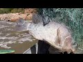 Como pescamos en la cascada tilapias de 3 kilos