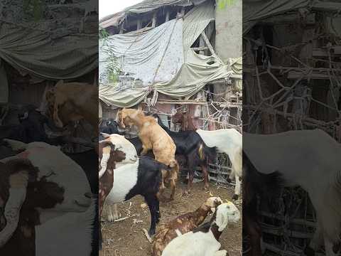 لحظة ممتعة حيث يستمتع التيس بالقفز فوق العنزة بينه      