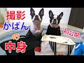 タレント犬のバッグの中身紹介♪お外で写真を撮る便利グッズを紹介します！【what's in my bag?】