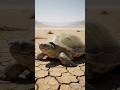 The turtle Save the dried Plant 😭 #ai #turtle #flowers #save #shorts