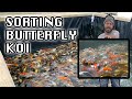 Amazing Butterfly Koi Fish Variety! (Butterfly Koi Fish For Sale)